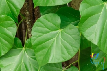 day than thong   tinospora cordifolia
