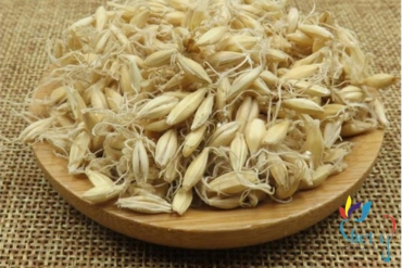 mach nha   fructus herdei germinatus